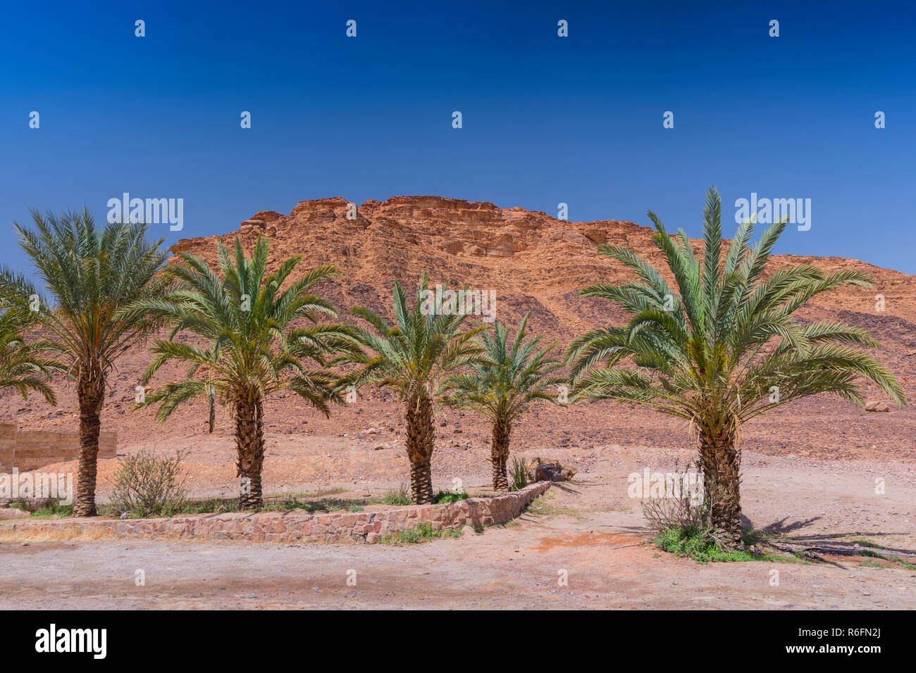 Le palme in parte anteriore del Wadi Rum Visitor Center, Giordania Foto Stock