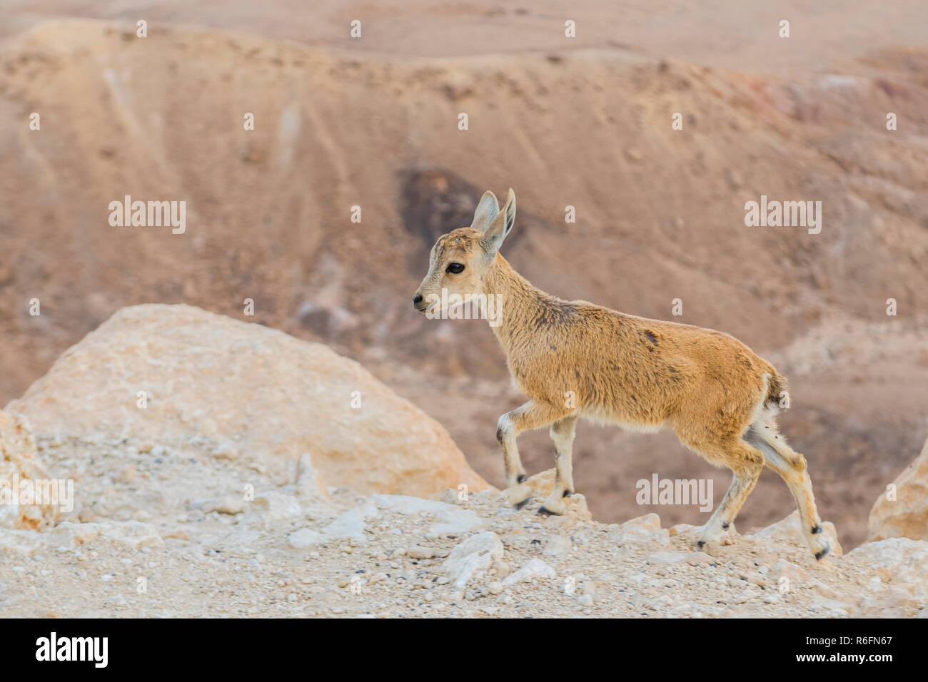 Wild giovani Ibex Nubiano (Capra Nubiana) sul ciglio della scogliera a Ramon cratere nel deserto del Negev, Israele Foto Stock