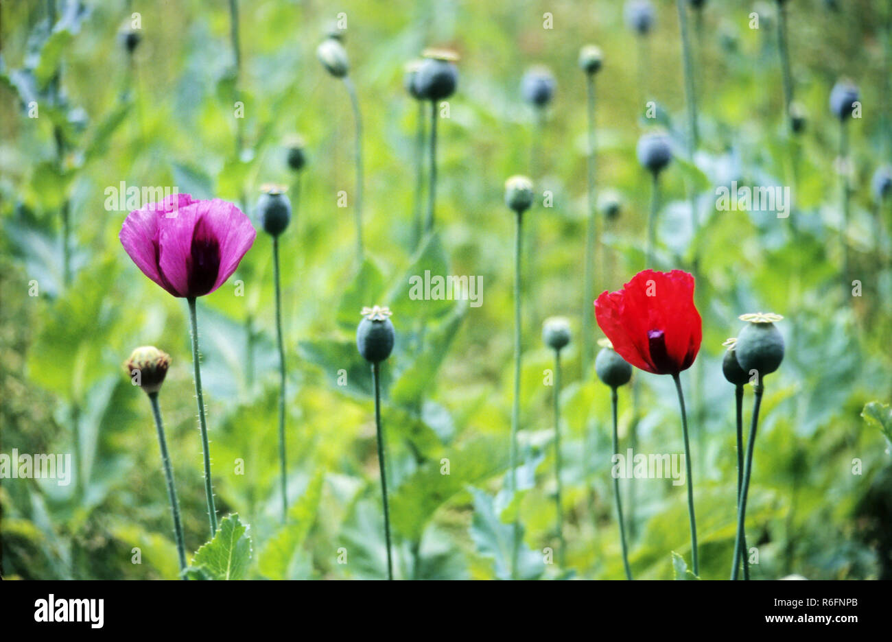 Fiori di oppio Foto Stock