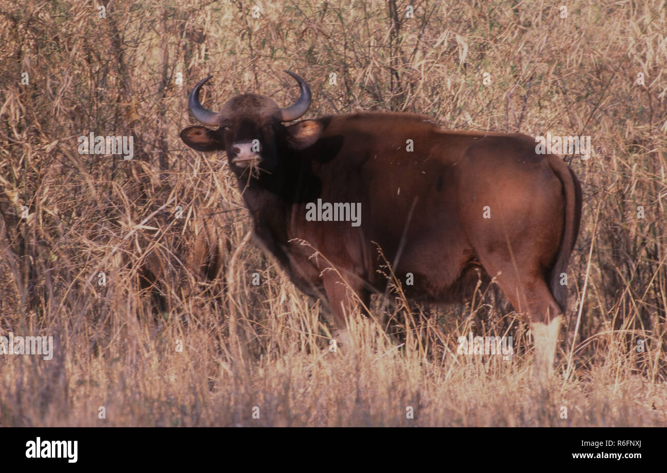 Gaur o bisonte indiano (Bos gaurus), tadoba national park, Maharashtra, India Foto Stock