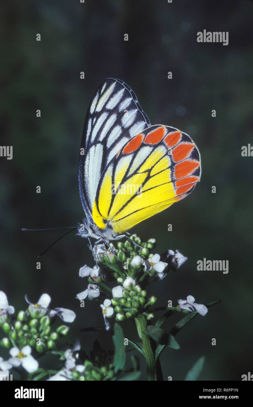 Indian Butterfly, comune Jezebel, Delias eucharis Foto Stock