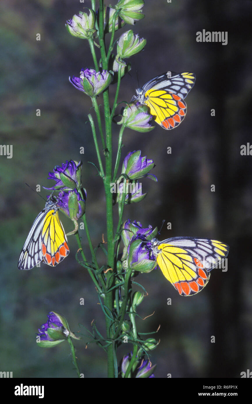 Indian Butterfly, comune Jezebel, Delias eucharis Foto Stock