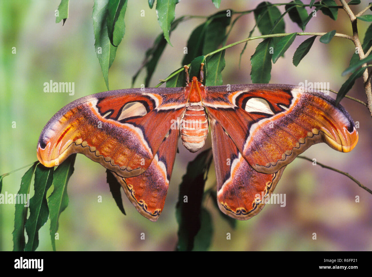 Atlas Moth, Atlacus Atlas, la falena più grande al mondo Foto Stock