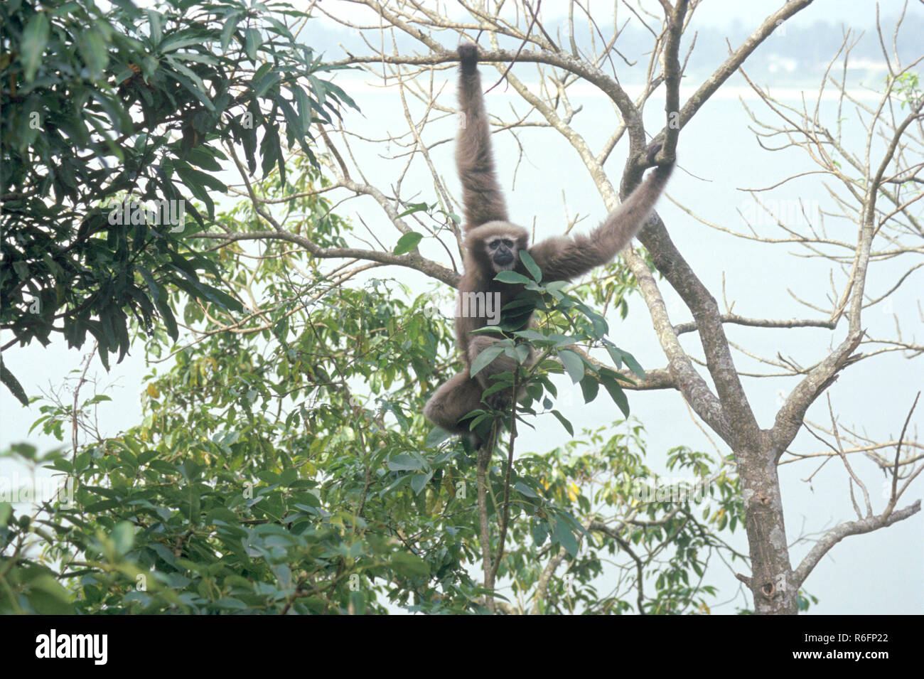 Hoolock Gibbon, Hybolates Hoolock Foto Stock