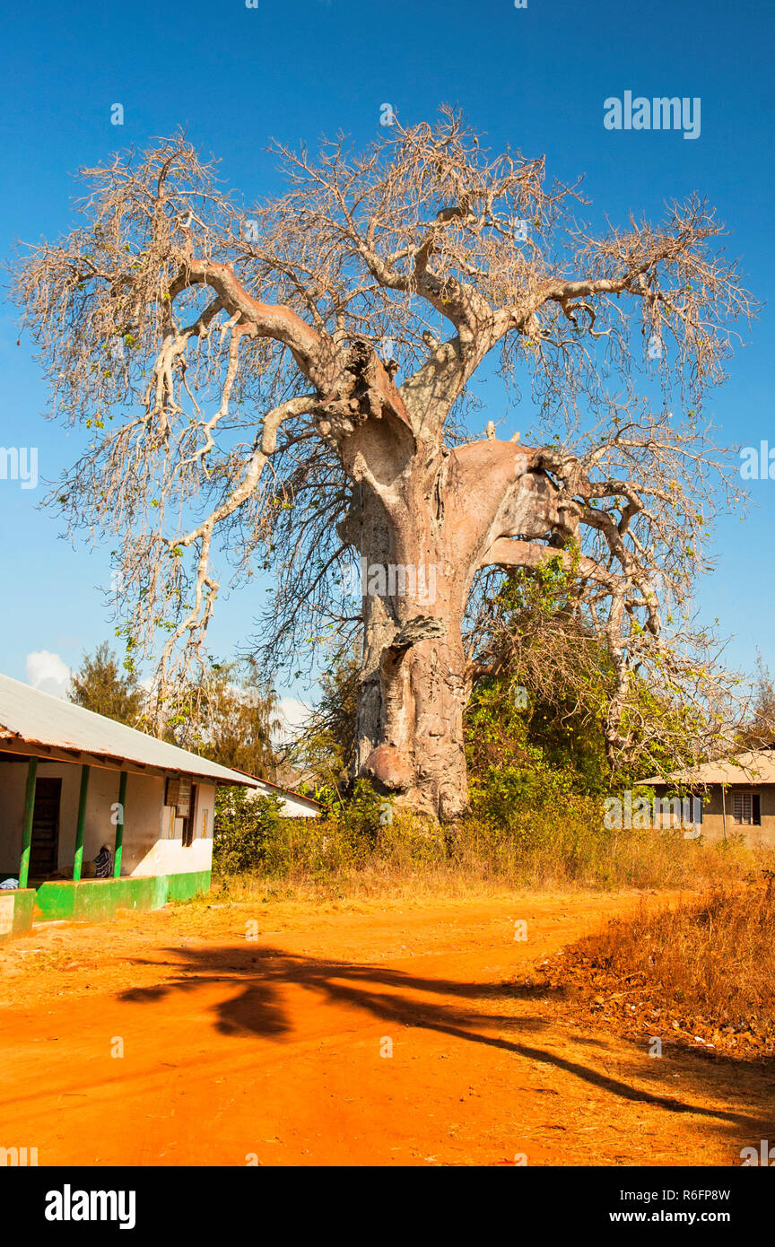 Adansonia digitata, il baobab, è la più diffusa delle specie Adansonia ed è nativo per il continente africano, Zanzibar Tanzania Foto Stock