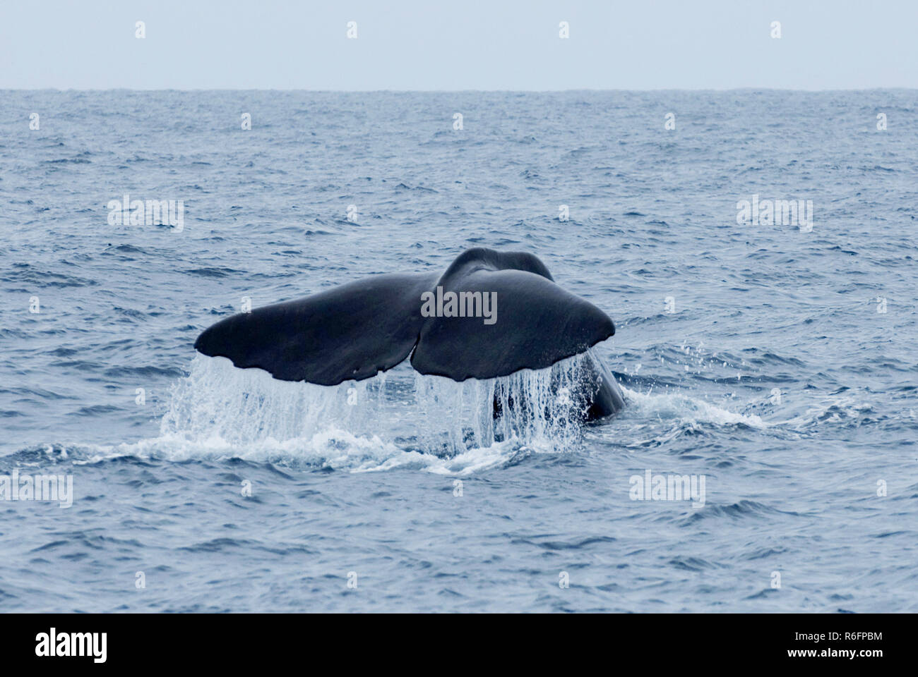 Sperma balena immersioni vicino a Kaikoura, Isola del Sud, Nuova Zelanda Foto Stock