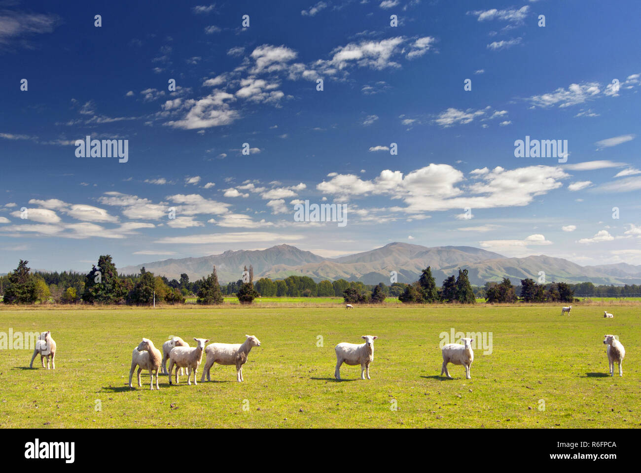 Le pecore al pascolo su terreni agricoli in Nuova Zelanda Foto Stock