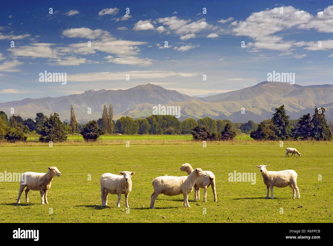 Le pecore al pascolo su terreni agricoli in Nuova Zelanda Foto Stock