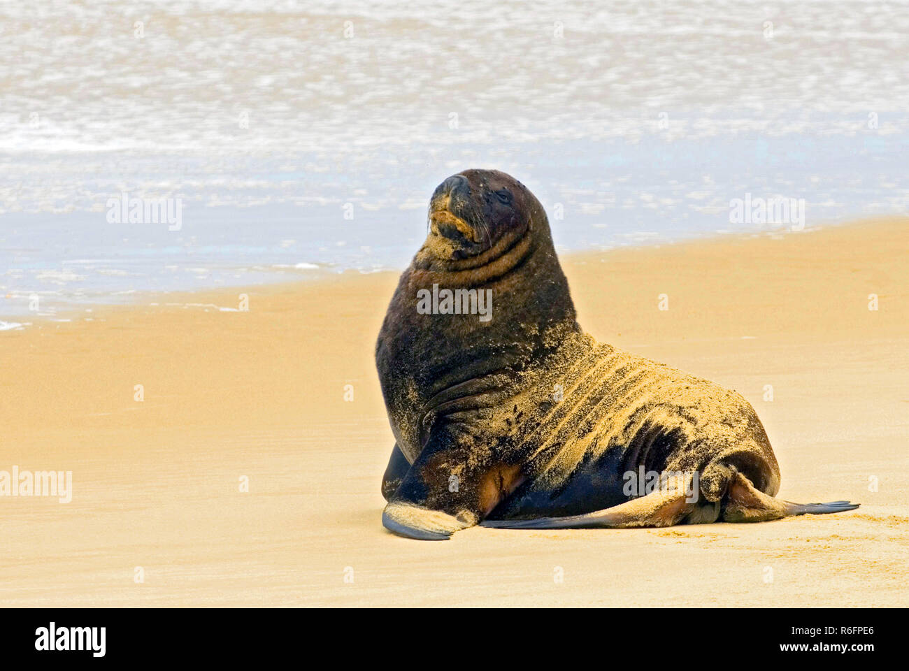 Nuova Zelanda Sea Lion (Hooker'S Sea Lion) Penisola di Otago, Nuova Zelanda Foto Stock