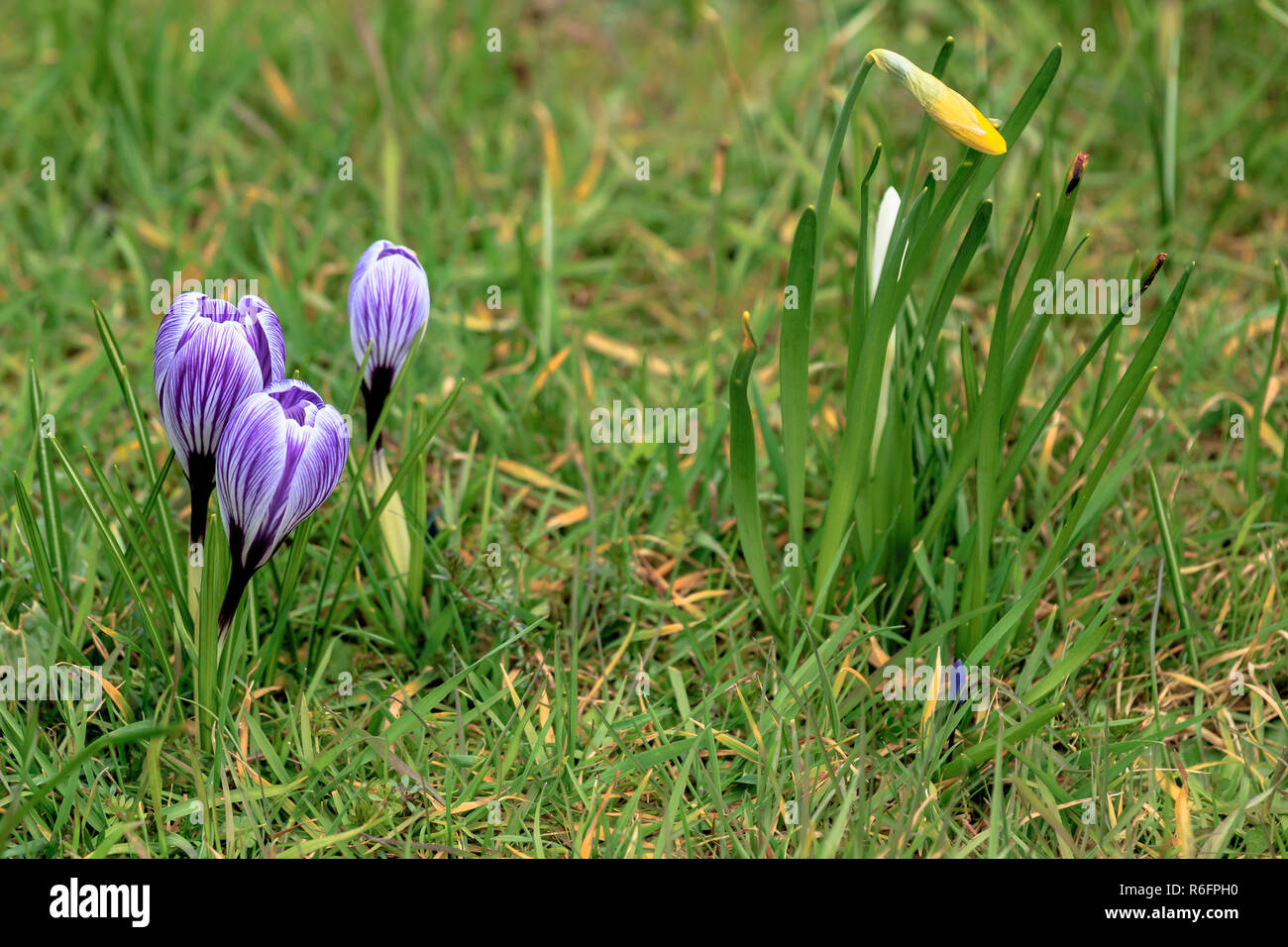 Bianca a strisce Viola crocus fiori in un prato di primavera Foto Stock