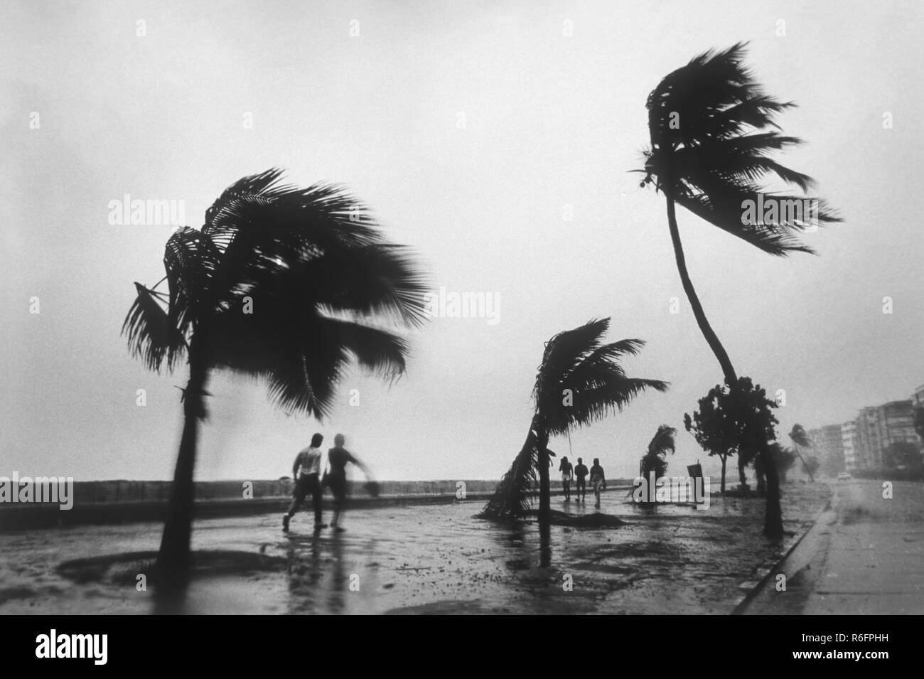 Alberi di palma che ondeggiano nel vento monsonio, Marine Drive, Bombay, Mumbai, Maharashtra, India, vecchia immagine d'annata 1900s Foto Stock