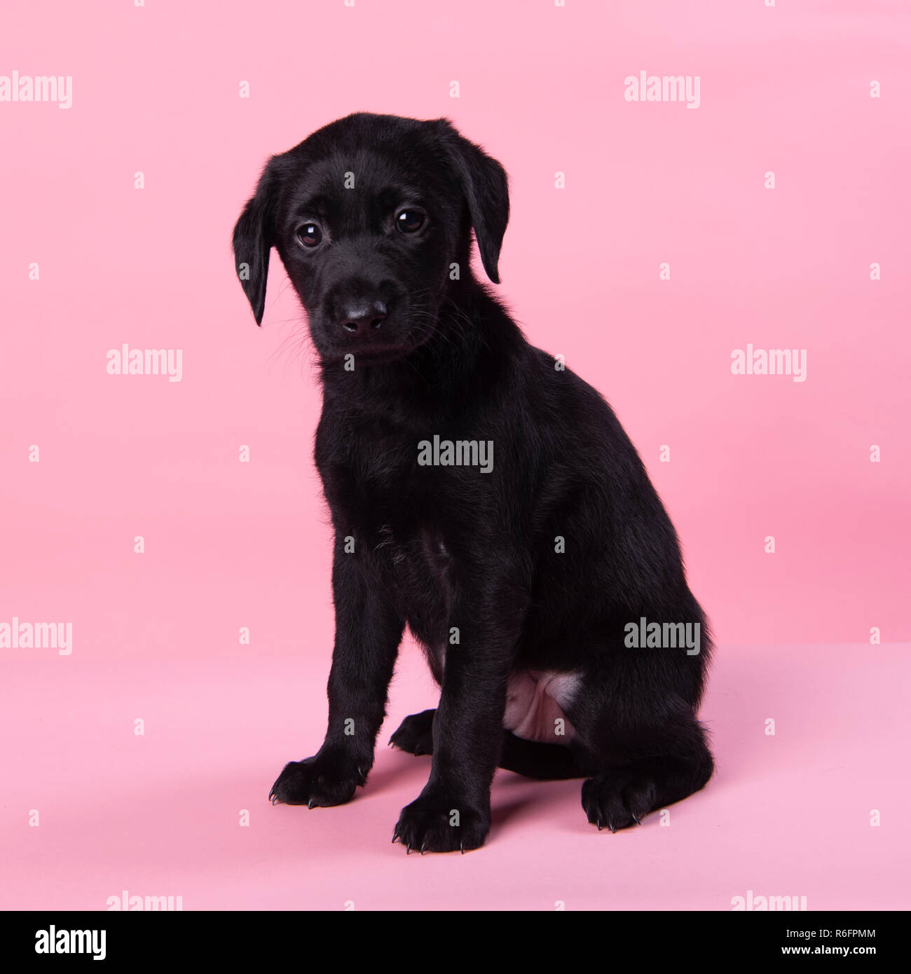 6 settimana vecchio nero labrador cucciolo Foto Stock