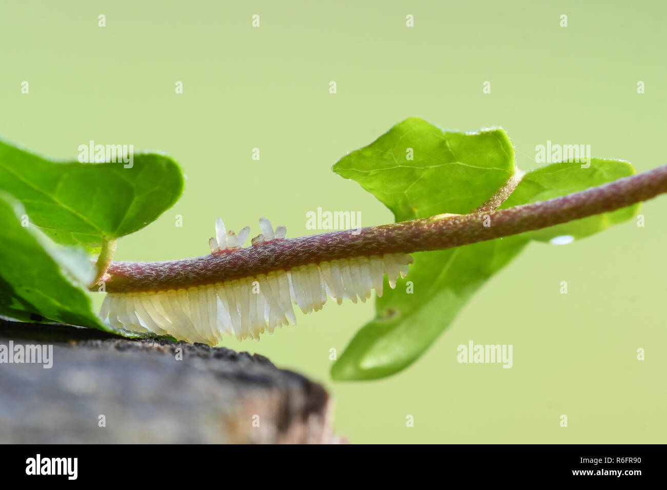 Close-up delle radici aeree di un edera Foto Stock