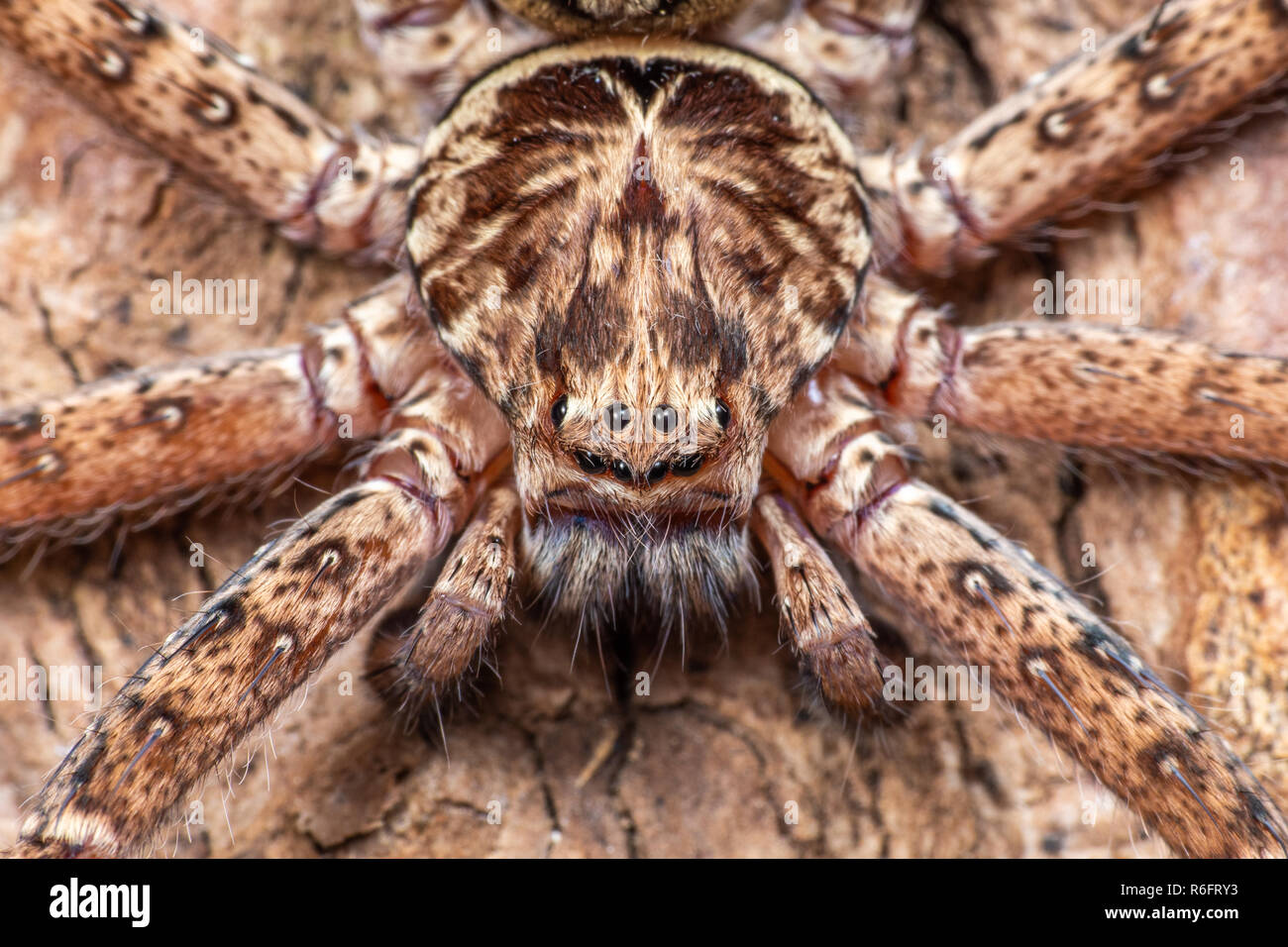Grandi Australian huntsman spider, fotografato in Tropical North Queensland foresta di pioggia Foto Stock
