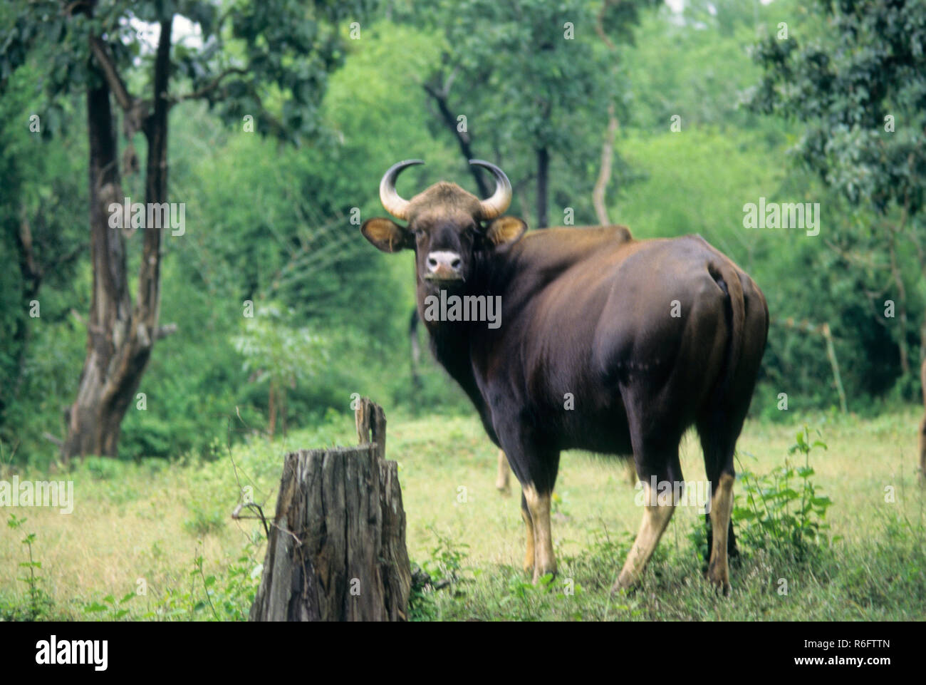 Gaur o Bisonte indiano (Bos gaurus) Foto Stock