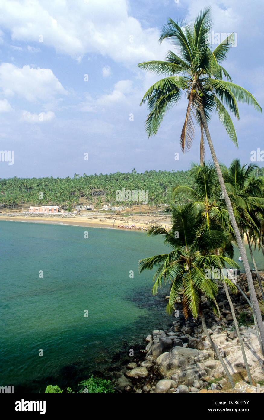 palme, spiaggia di kovalam, kerala, india, asia Foto Stock