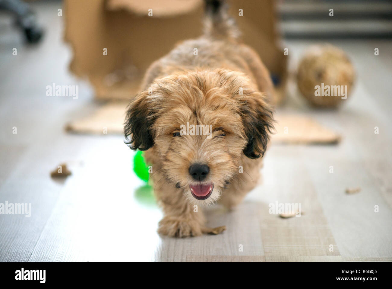 Naughty Dog ha lasciato a casa da solo, seduto al centro del disordine sul pavimento. Disobbedienti con cane cattivo comportamento. Cucciolo mastica tutto mentre i denti sono gro Foto Stock