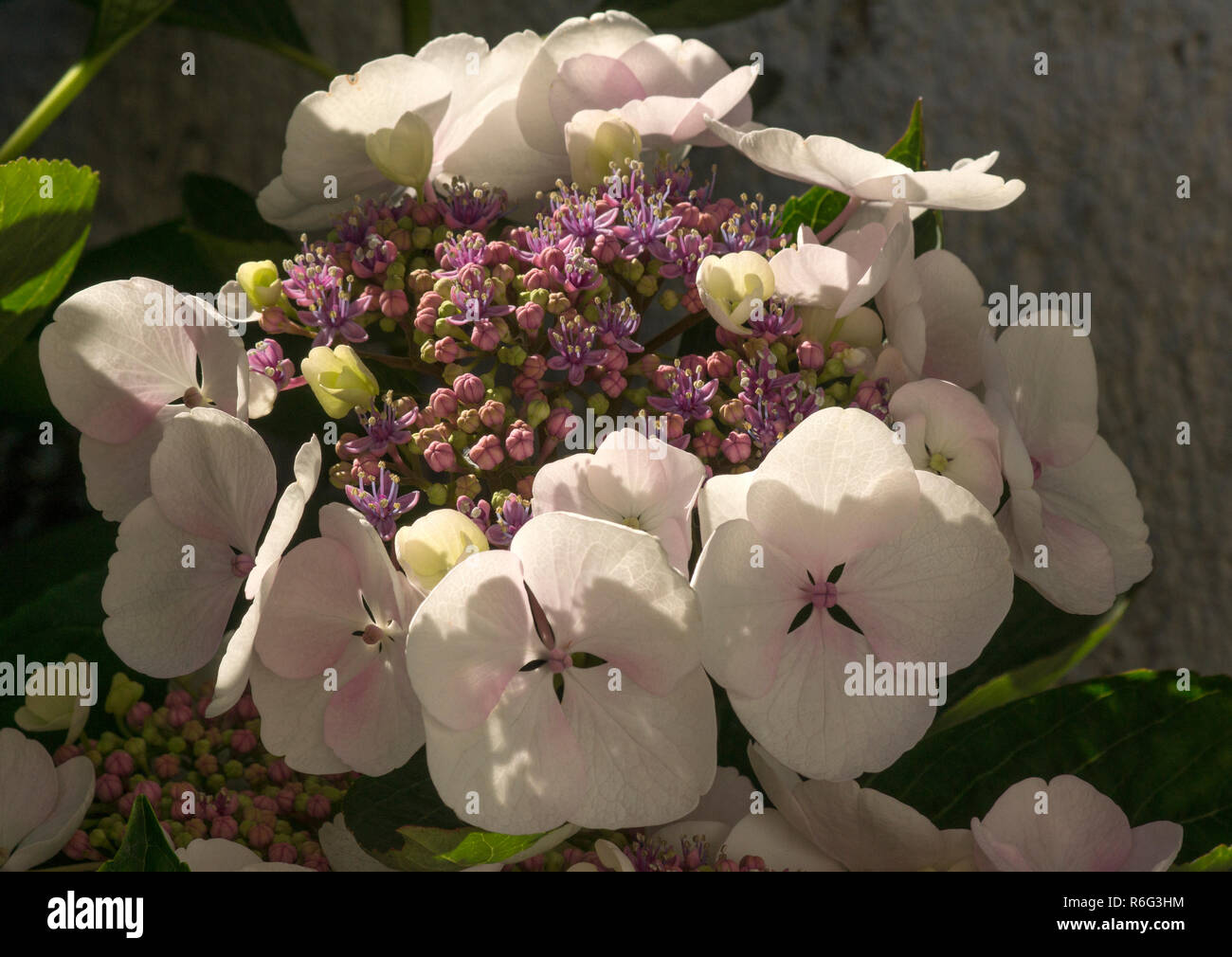 Ortensia (Hydrangea macrophylla cv.Teller Blanc) una superba Lace cap arbusto di tipo per un angolo ombreggiato. Foto Stock