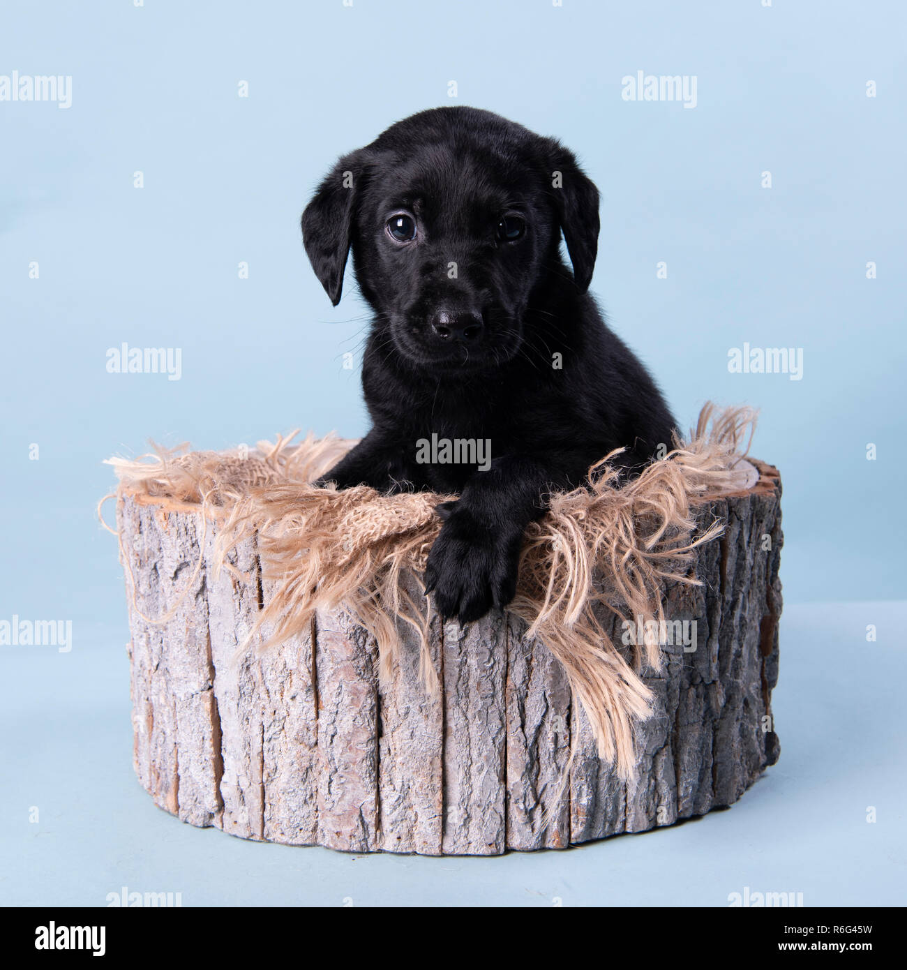 Carino il labrador nero cucciolo, professionale fotografia cucciolo Foto Stock