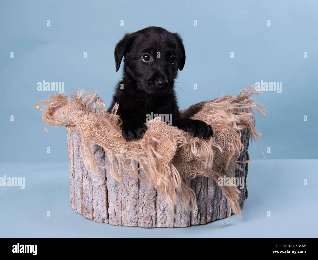 Carino il labrador nero cucciolo, professionale fotografia cucciolo Foto Stock