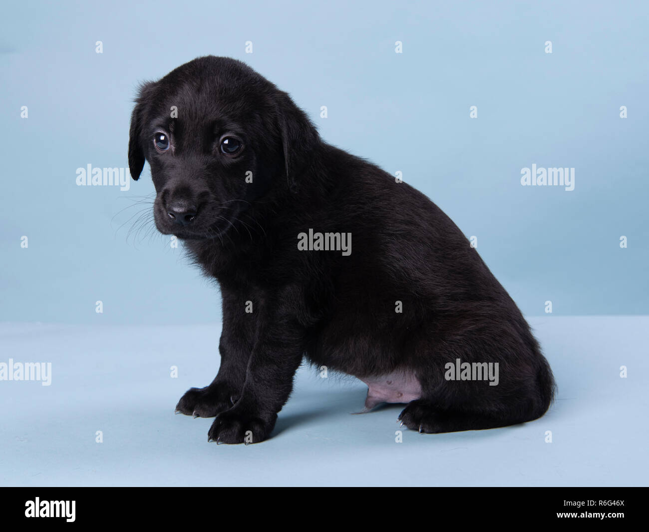Carino il labrador nero cucciolo, professionale fotografia cucciolo Foto Stock