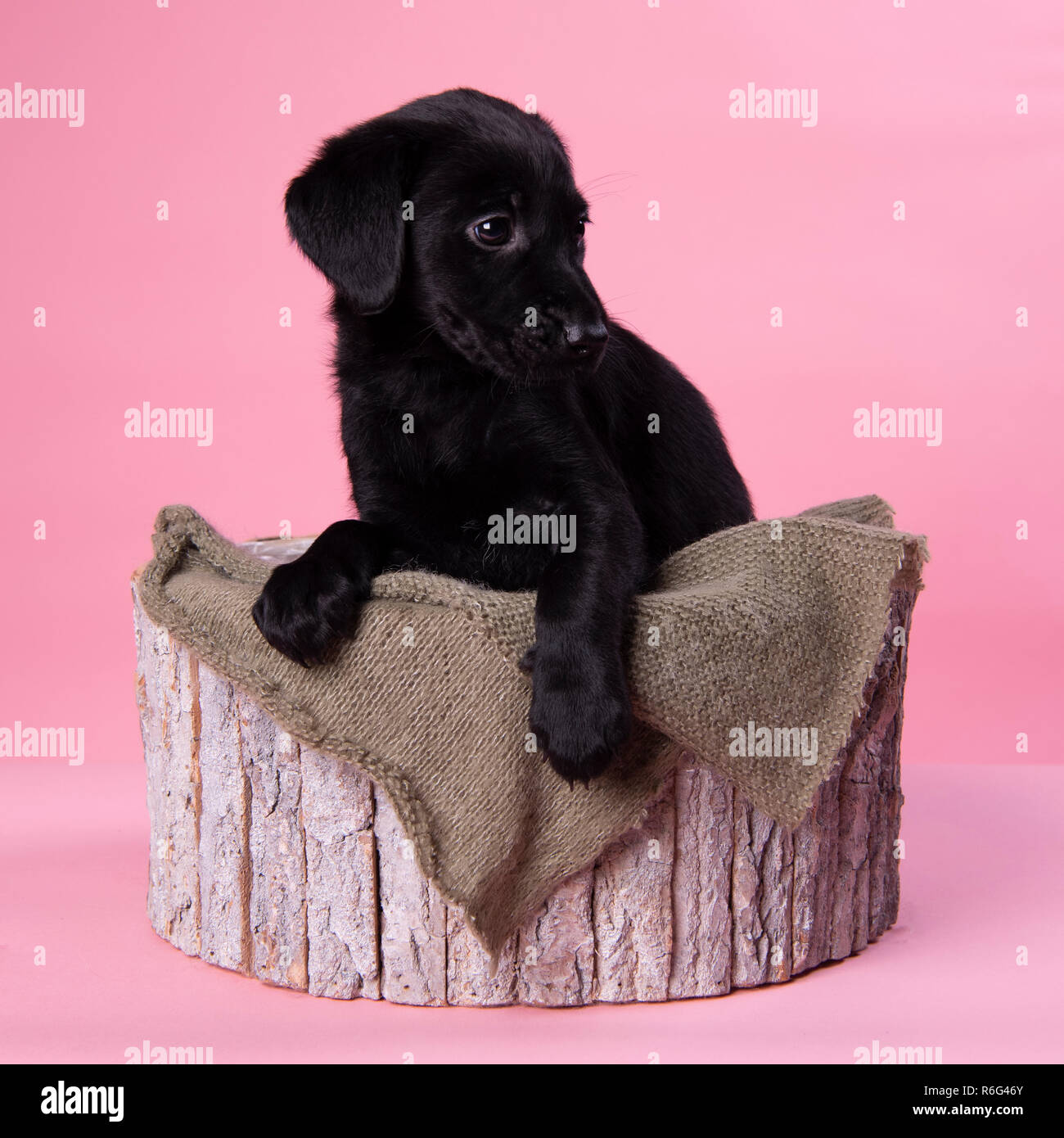Carino il labrador nero cucciolo, professionale fotografia cucciolo Foto Stock