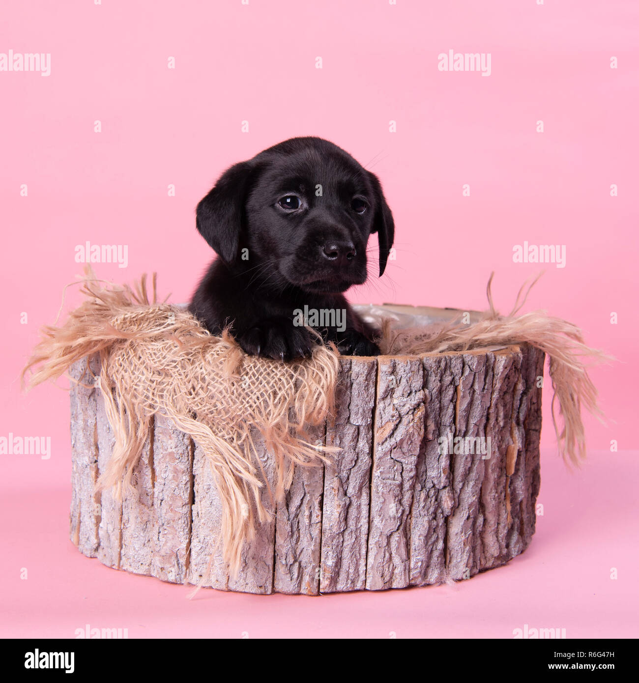 Carino il labrador nero cucciolo, professionale fotografia cucciolo Foto Stock