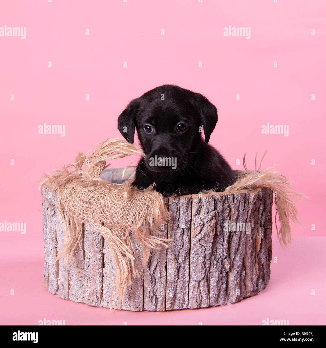 Carino il labrador nero cucciolo, professionale fotografia cucciolo Foto Stock