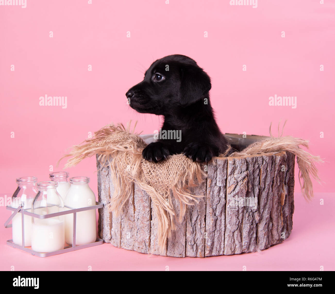 Carino il labrador nero cucciolo, professionale fotografia cucciolo Foto Stock