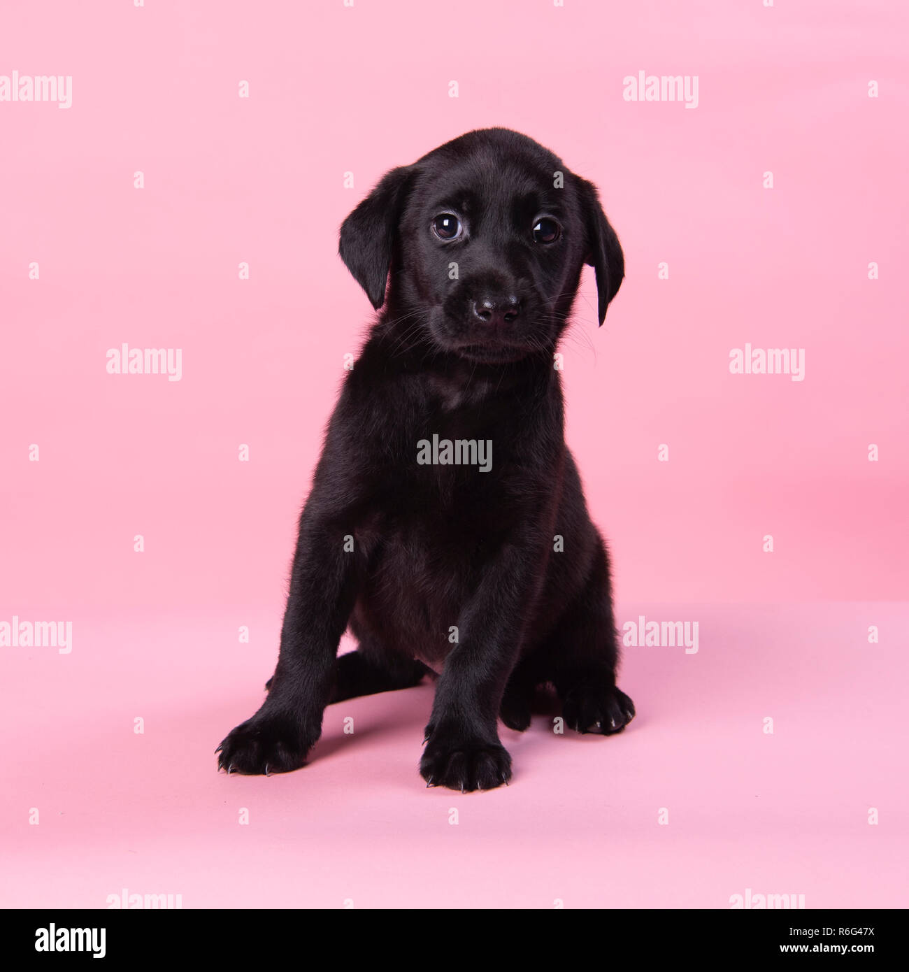 Carino il labrador nero cucciolo, professionale fotografia cucciolo Foto Stock