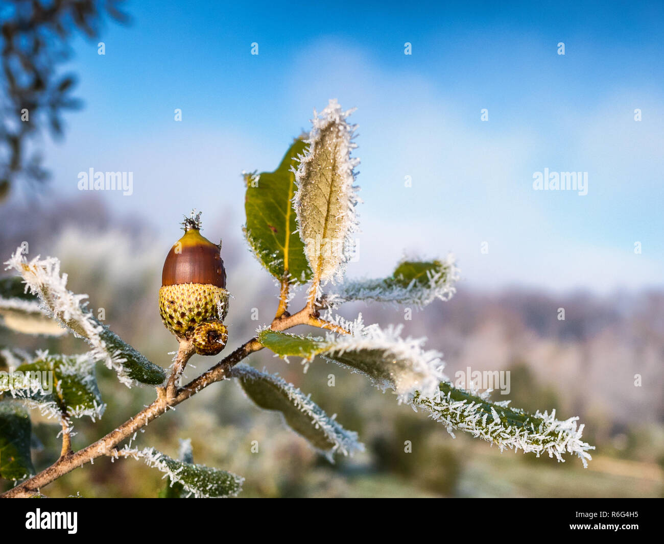 Close-up di un hoarfrosted leccio acorn nel Giardino Botanico di Olarizu, Vitoria-Gasteiz, Paesi Baschi Foto Stock