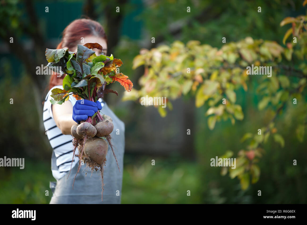 Foto di bruna donna con barbabietola in giardino Foto Stock