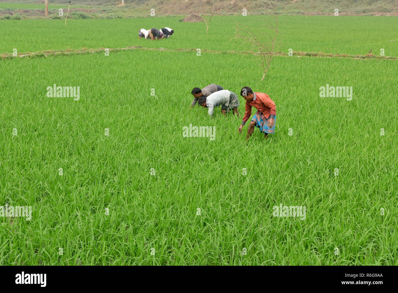 Manikganj, Bangladesh - 18 Febbraio 2017: gli agricoltori del Bangladesh di prendersi cura del loro campo di risone a Manikganj, vicino a Dacca in Bangladesh. Il riso è la principale f Foto Stock