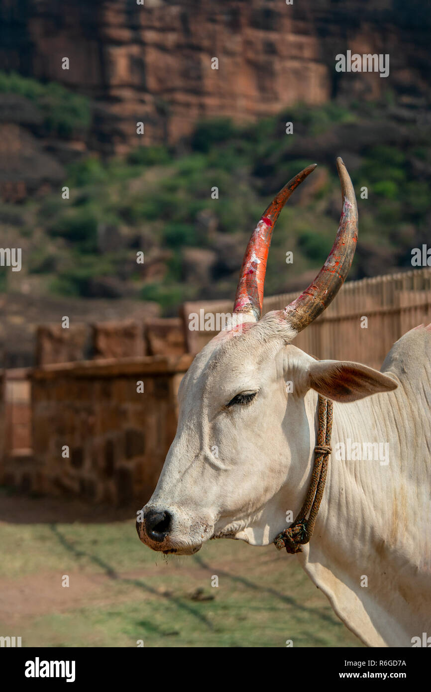 Un colpo alla testa di una vacca sacra dell'India con corna dipinte si spostano liberamente intorno templi antichi in Badami, India. Foto Stock