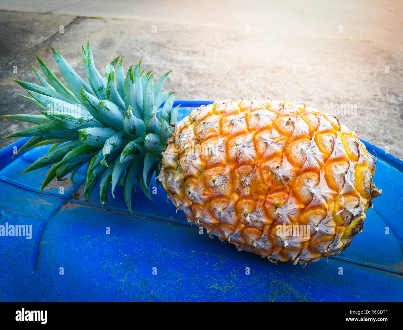Ananas fresco / di ananas maturo giallo su blu terreno da frutta tropicale giardino Foto Stock