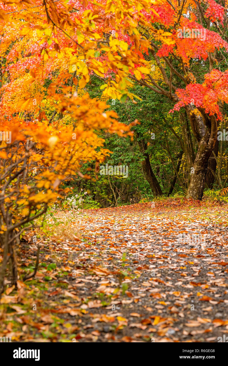 Belle foglie di acero in autunno in Giappone Foto Stock