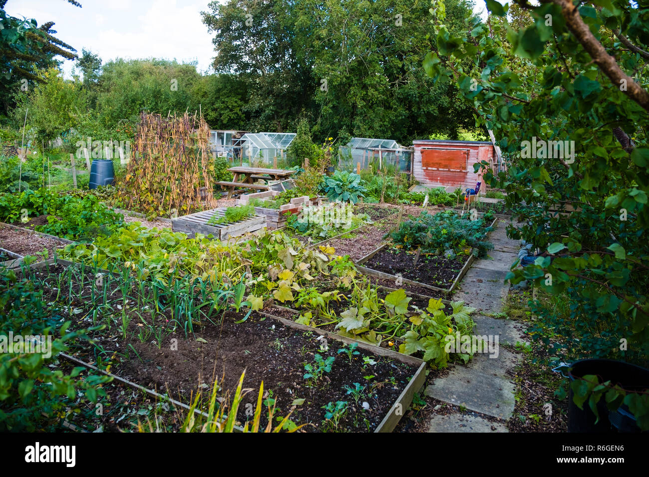 Coltivati localmente alimenti freschi: un riparto giardino in autunno con le verdure pronte per essere raccolte raccolte raccolte, REGNO UNITO Foto Stock