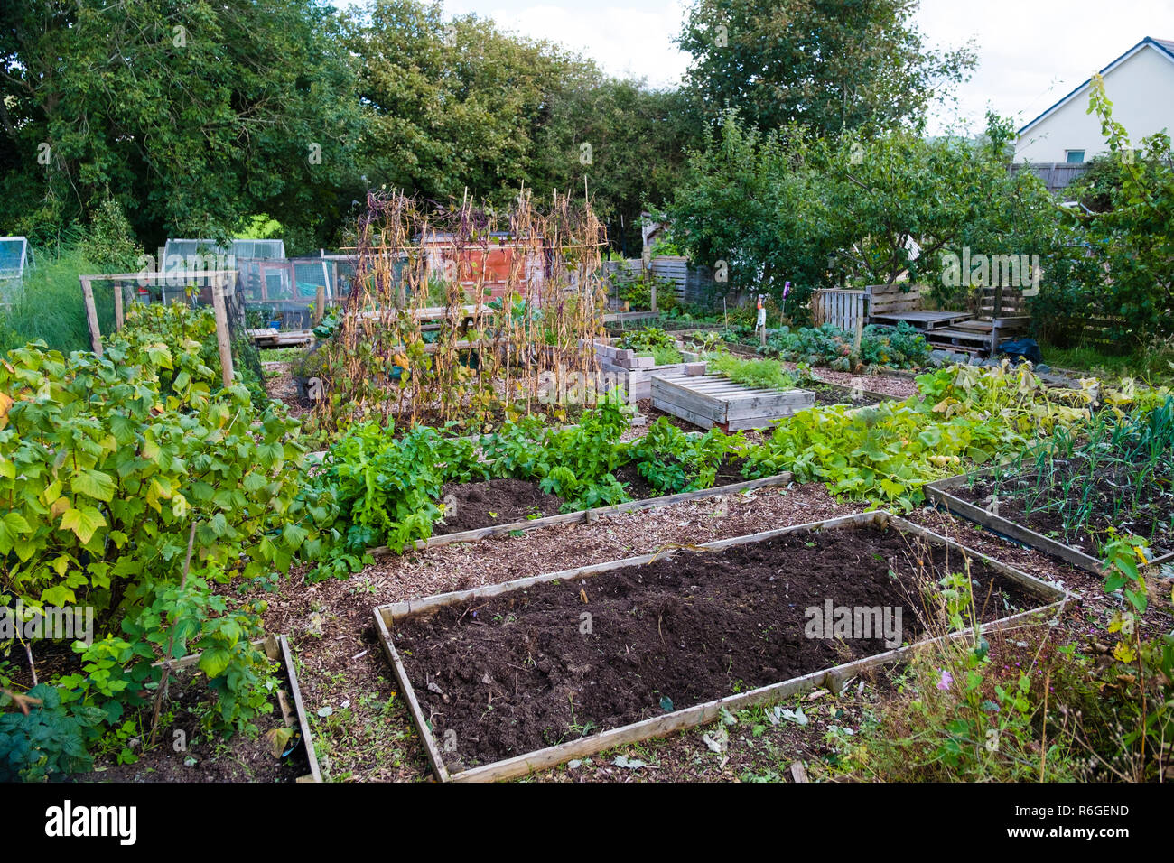 Coltivati localmente alimenti freschi: un riparto giardino in autunno con le verdure pronte per essere raccolte raccolte raccolte, REGNO UNITO Foto Stock
