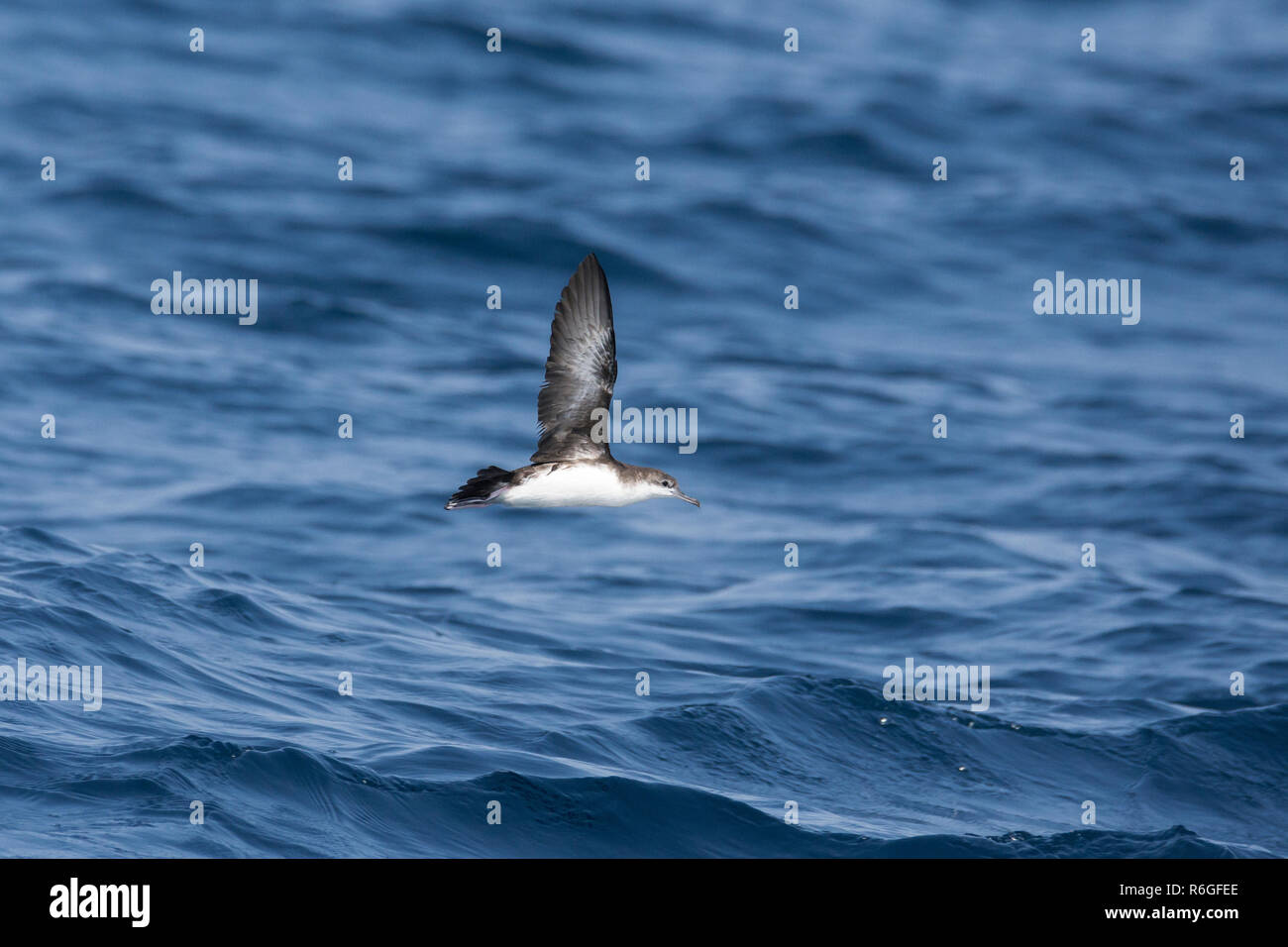 Il persiano shearwater (Puffinus persicus) al largo delle coste del Gujarat, India Foto Stock
