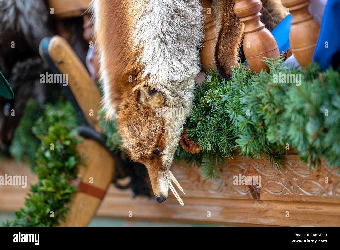 Red Fox pelliccia con pied bella peli Foto Stock