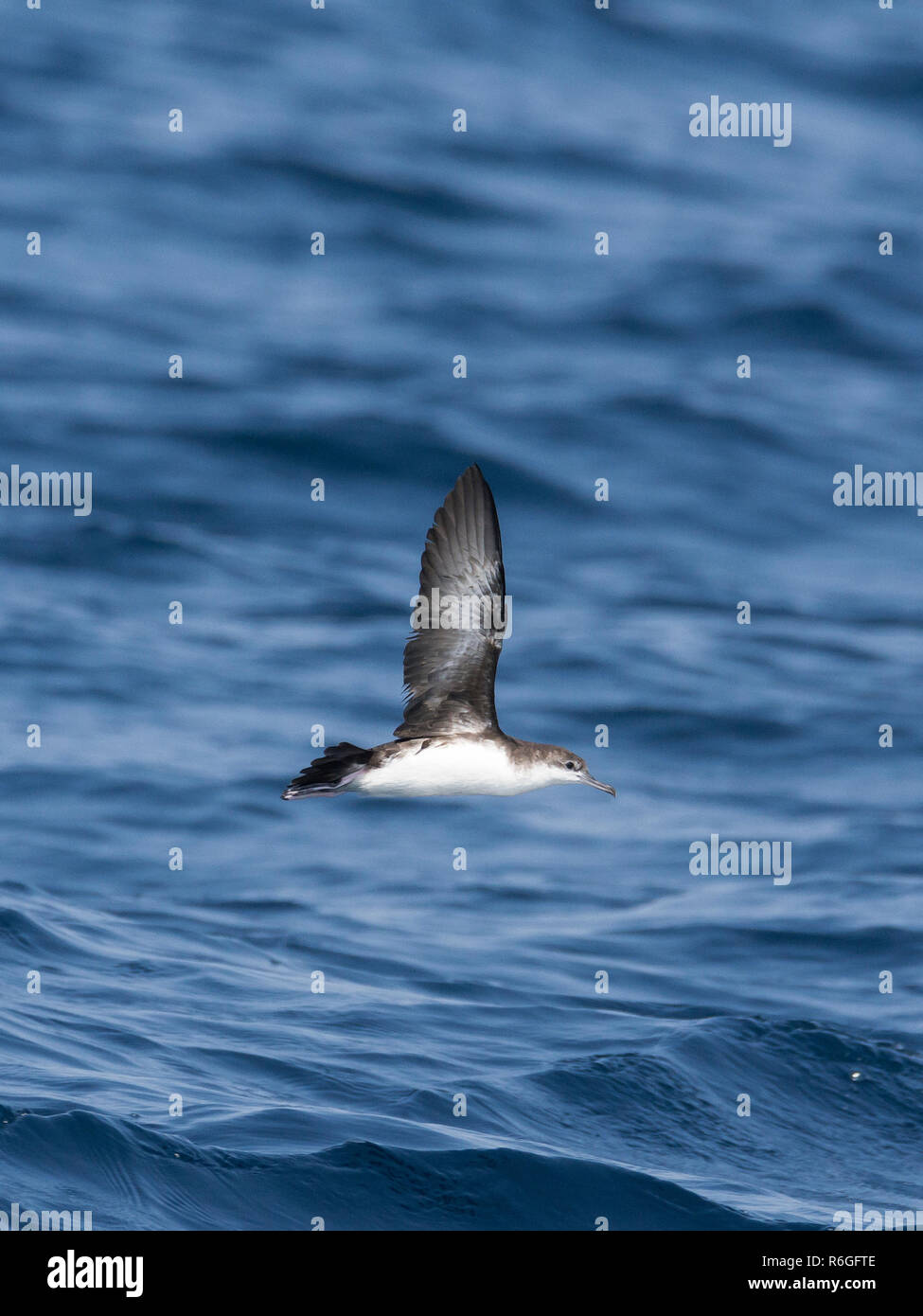 Il persiano shearwater (Puffinus persicus) al largo delle coste del Gujarat, India Foto Stock