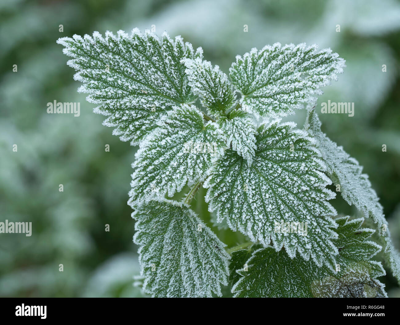 Comune di ortica (‎Urtica dioica) coperto di brina su un inverno mattina. Tipperary, Irlanda Foto Stock