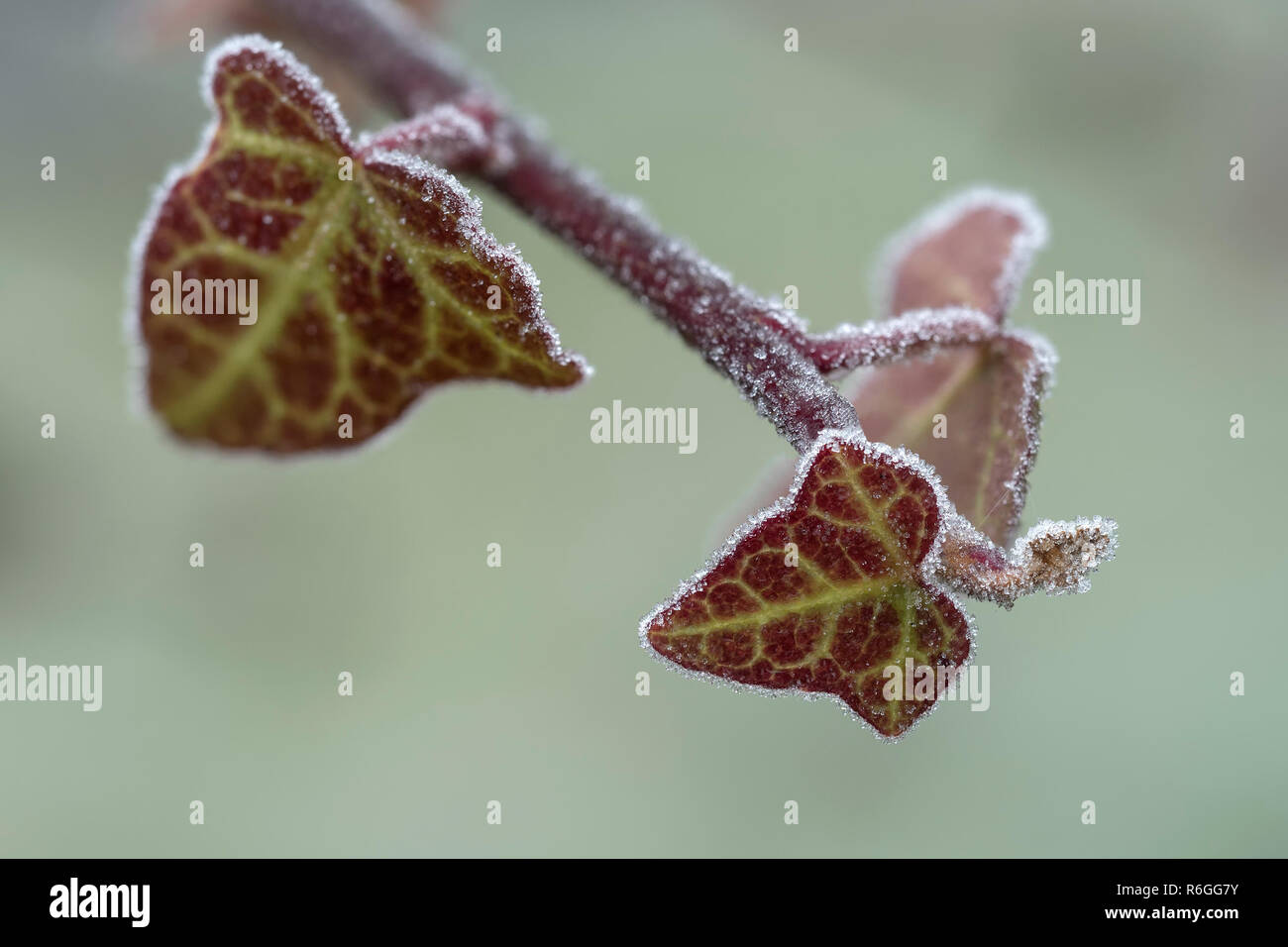Ivy Leaf (Hedera hibernica) con la brina. Tipperary, Irlanda Foto Stock