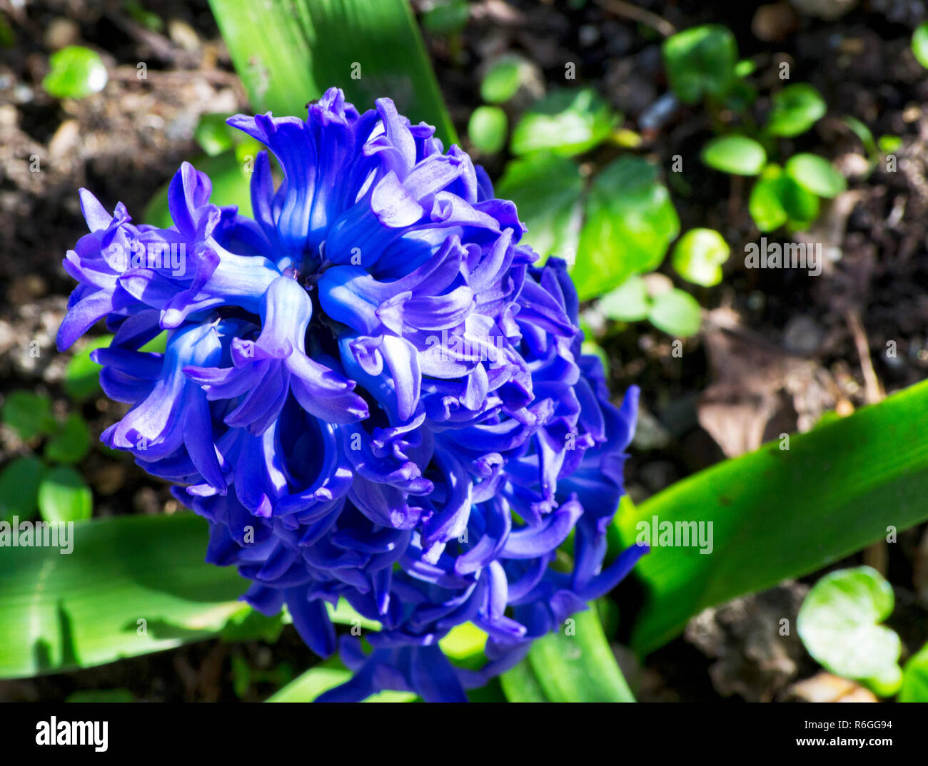 Cultivar di fiori viola di Hyacinthus orientalis in un giardino, Scilloideae, Asparagaceae Foto Stock