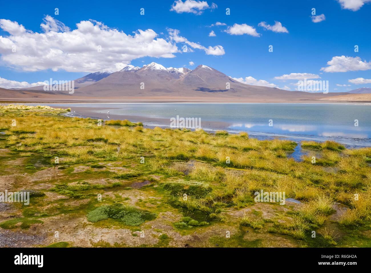 Fenicotteri rosa nel altiplano laguna sud Lipez reserva, Bolivia Foto Stock