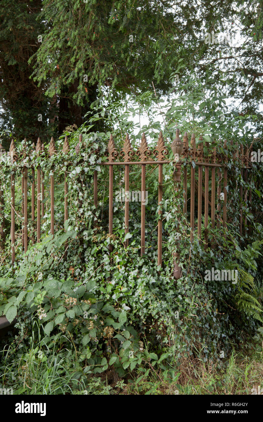 Una coperta di edera tomba in un cimitero in disuso a Capel Garmon in Galles Foto Stock