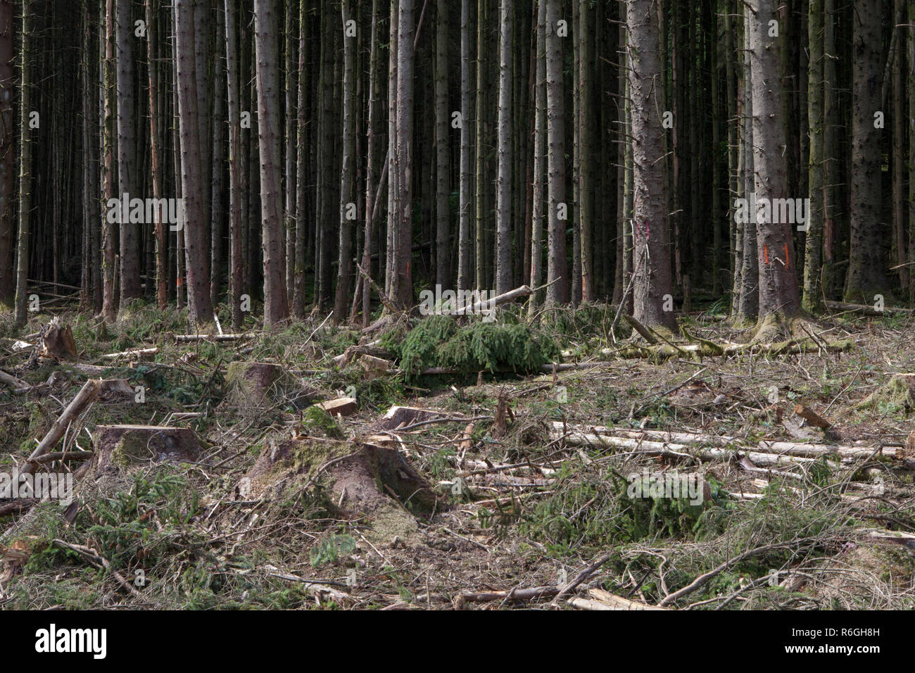 Chiara è caduto in una silvicoltura commerciale e operazione di registrazione nella foresta di Gwydir, Snowdonia National Park, il Galles Foto Stock