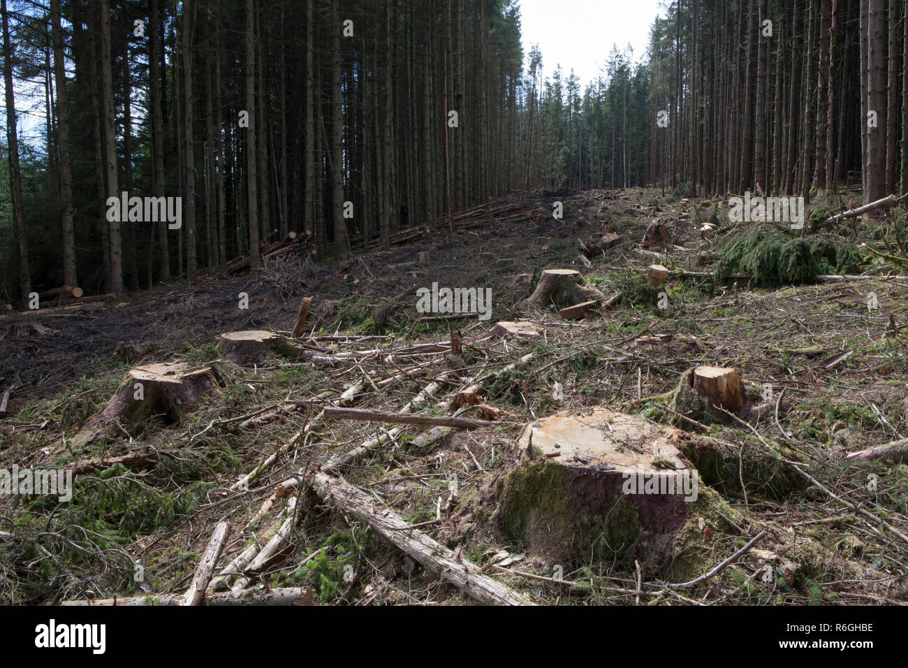 Chiara è caduto in una silvicoltura commerciale e operazione di registrazione nella foresta di Gwydir, Snowdonia National Park, il Galles Foto Stock