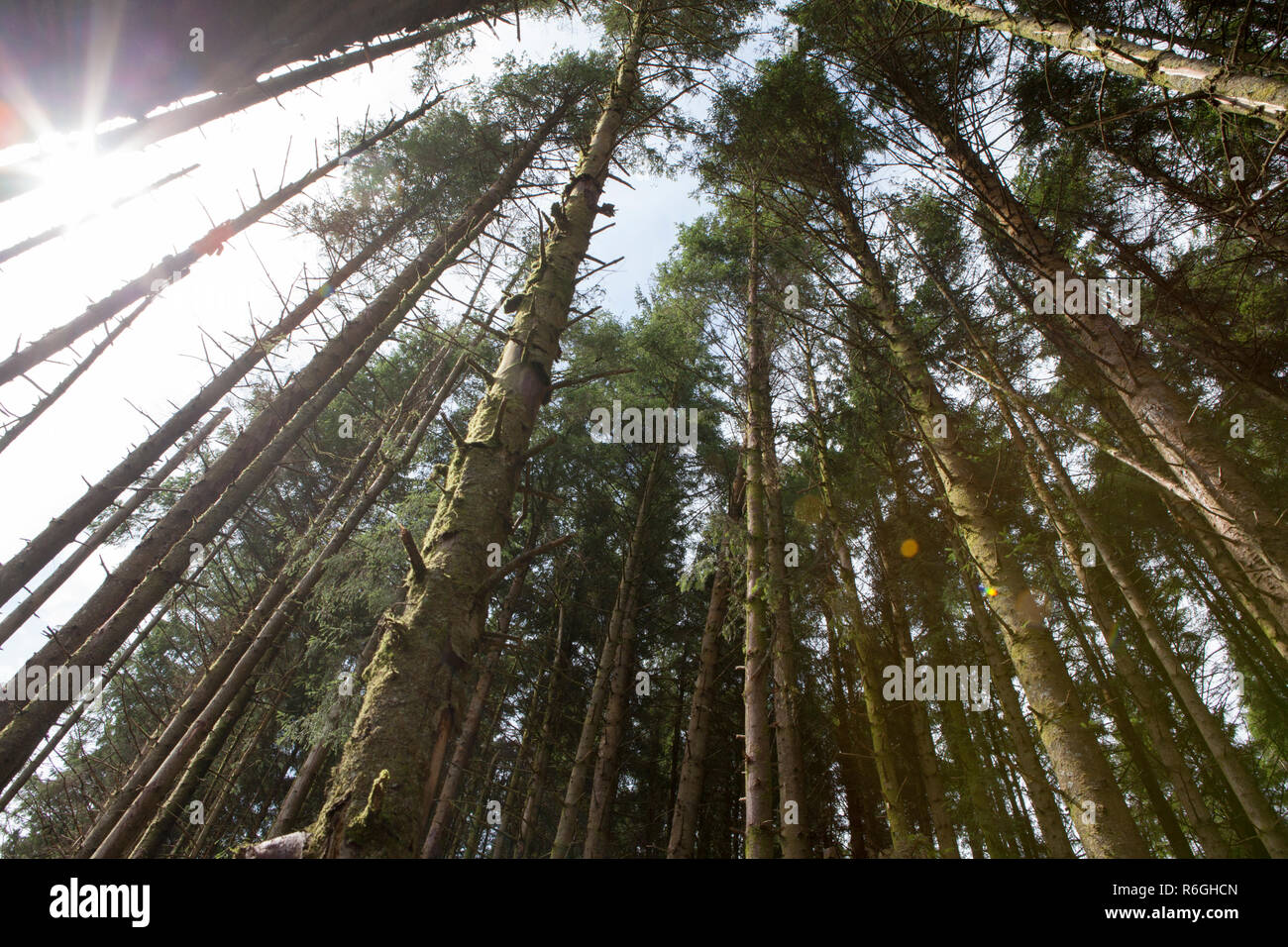 Il bosco di conifere nella foresta di Gwydir, Snowdonia National Park, il Galles Foto Stock