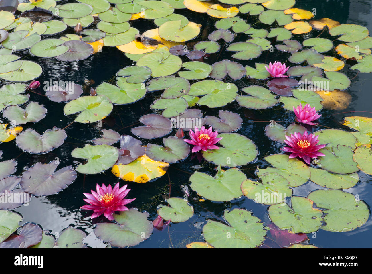 Water Lilies e Lily Pad a Bodnant Gardens in Galles Foto Stock